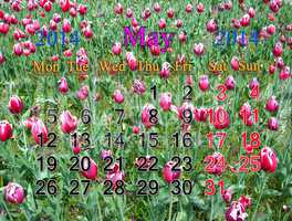 calendar for may of 2014 with tulips on the flower-bed