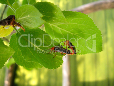 motley bugs on the leaf making love