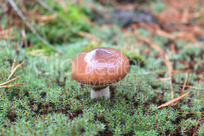 mushroom in the moss