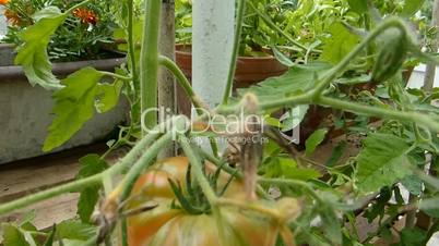 tomato plant in outdoor environment