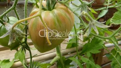 tomato plant in outdoor environment (Capsicum -1b))