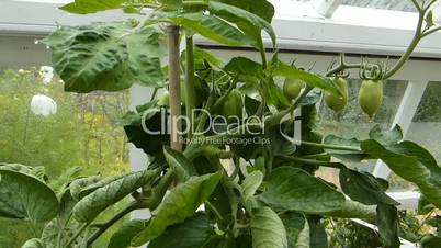 tomato plant in outdoor environment(Capsicum -2a)