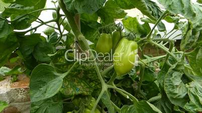 tomato plant in outdoor environment, UK (Capsicum -2b))