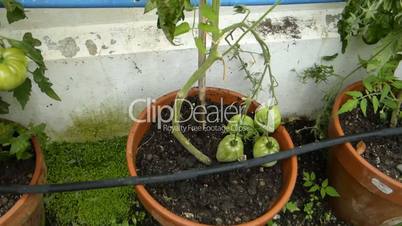 tomato plant with unriped tomatoes at outdoor environment, UK (Capsicum -3)