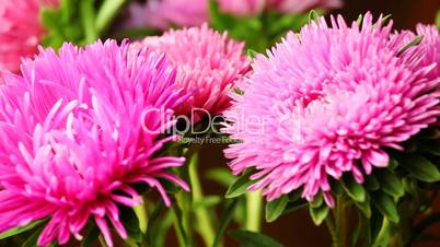 beautiful fluffy pink chrysanthemum spin