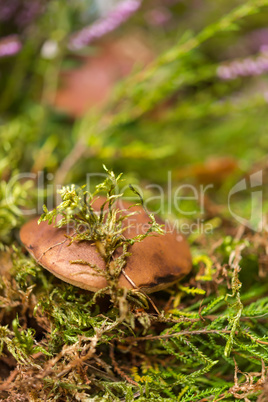 mushrooms