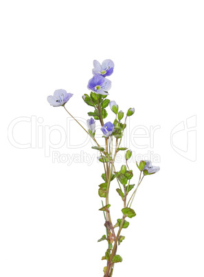 Faden-Ehrenpreis (Veronica filiformis)