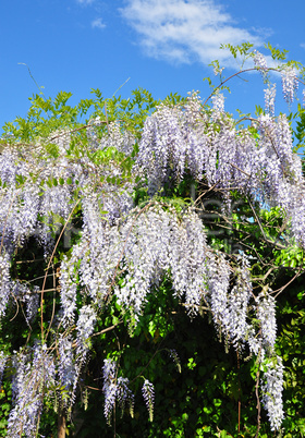 Chinesischer Blauregen (Wisteria sinensis)