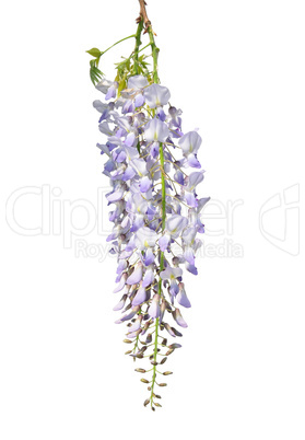 Chinesischer Blauregen (Wisteria sinensis)