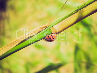 retro look lady beetle