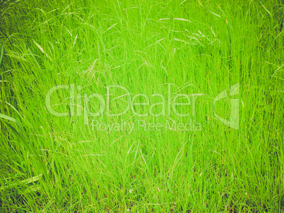 grass background