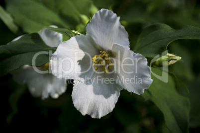 Eine weiße Jasminblüte strahlt in der Abensonne