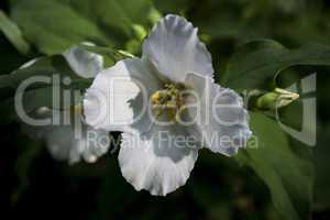 Eine weiße Jasminblüte strahlt in der Abensonne