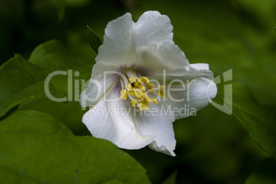 Nahaufnahme einer weißen Jasminblüte