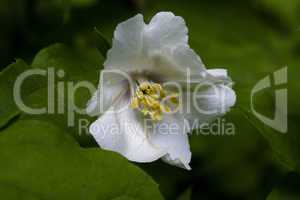 Nahaufnahme einer weißen Jasminblüte