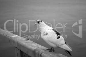 Weiß schwarze Taube steht auf Seebrücke