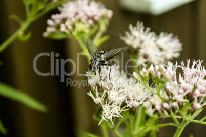 Fliege auf weißer Blüte