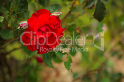 Rose im Grünen