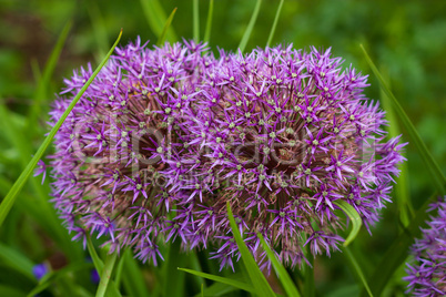 Blumen im Garten