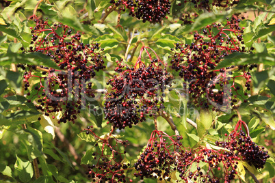 elderberries