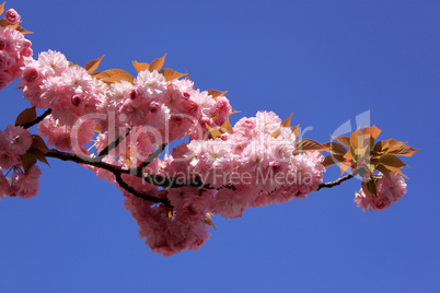 Tree with pink flowers