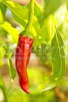 Chili an der Pflanze