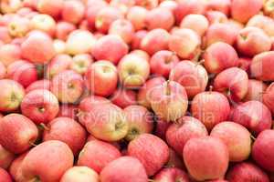 Red Gala Apple Harvest