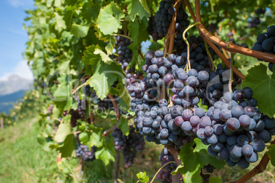 Grapes in a vineyard