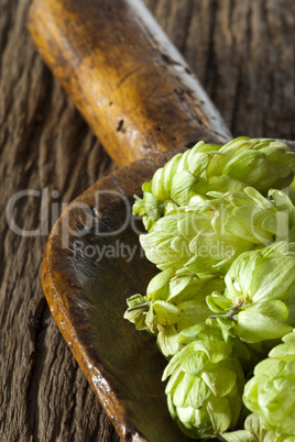 Alte Getreideschaufel mit Hopfen