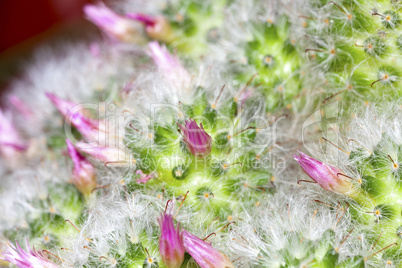 Makroaufnahme kleine Kaktusblüten