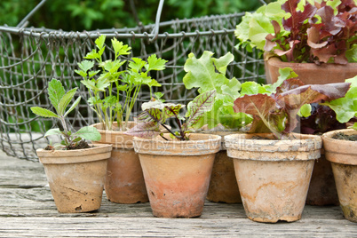 gardening