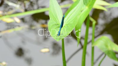 Dragonfly at River Close up.