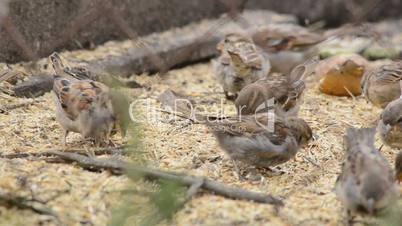 Sparrows eating seeds