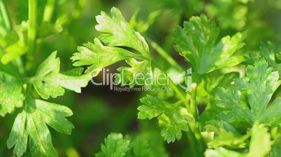 parsley in the field. motorized dolly shot.