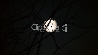 silhouette of branch, full moon on background. timelapse.