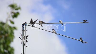 family of martlets sitting on the tv antenna