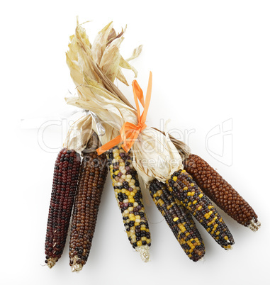 Indian Corn