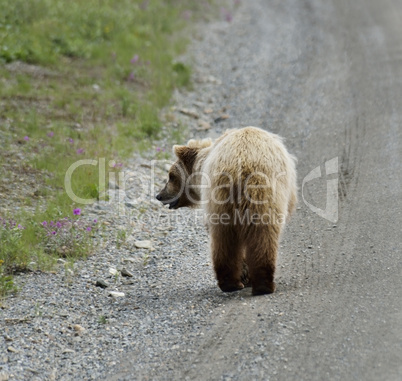 Brown Bear