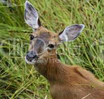 Whitetail Deer Female
