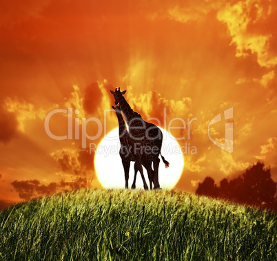 Giraffes At Sunset