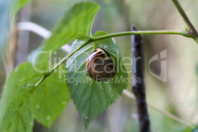 Hain-Bänderschnecke - Cepaea nemoralis