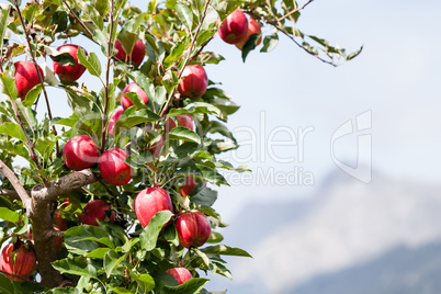 Apple tree over mountain landscape