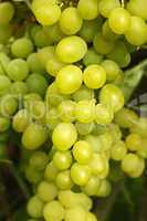 cluster of yellow grapes