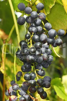 cluster of dark grapes