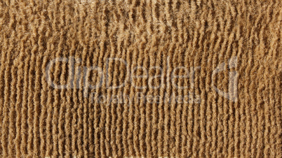 Old beige floor carpet