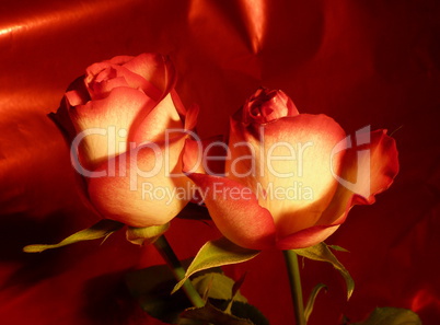 2 rote Rosen