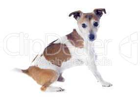 jack russel terrier