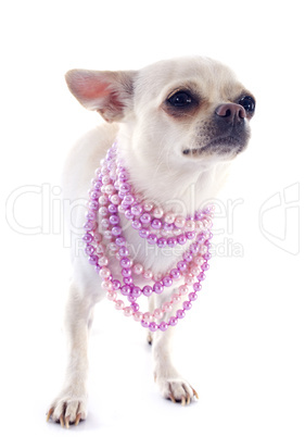 chihuahua and collars