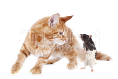 maine coon kitten and rat