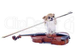 violin and chihuahua